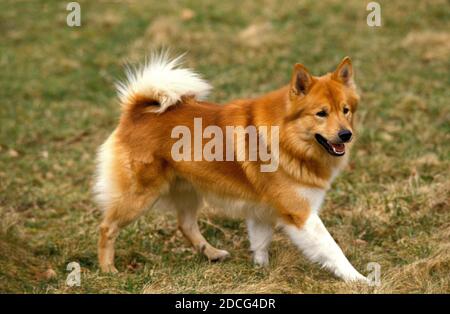 CHIEN ISLANDAIS OU BERGER ISLANDAIS, ADULTE DEBOUT SUR L'HERBE Banque D'Images