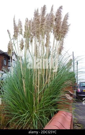 Pampas herbe plante envahissante, espèces non indigènes au Royaume-Uni qui peut être nuisible aux petits oiseaux en raison de ses feuilles aiguisées Banque D'Images