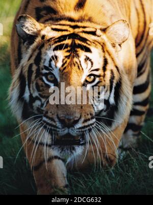 Tigre, chasse, faune asiatique, tigre attaquant, tigre frappant, conservation de la faune, harcèlement, tigre de Sibérie, Howlets Canterbury, Port Lympne, Banque D'Images