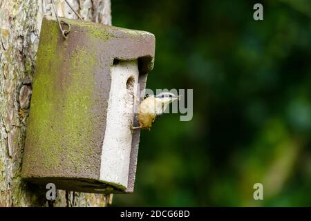 Gros plan d'une seule petite espèce de nuthatch (oiseau de jardin) accrochée à une boîte de nid accrochée à un arbre près du trou d'entrée (insecte dans le bec) - West Yorkshire, Angleterre, Royaume-Uni. Banque D'Images