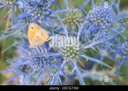 Petite lande (Coenonympha pamphilus), papillon, sur l'améthyste eryngo (Eryngium améthystinum), fleur sauvage. Banque D'Images