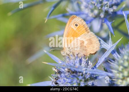 Petite lande (Coenonympha pamphilus), papillon, sur l'améthyste eryngo (Eryngium améthystinum), fleur sauvage. Banque D'Images