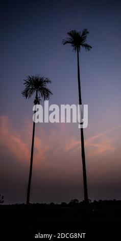 Arbres de bételoque à Assam, Inde. Élevage de bételocoque dans le village du nord-est d'Assam Inde, arbre de Supari Banque D'Images