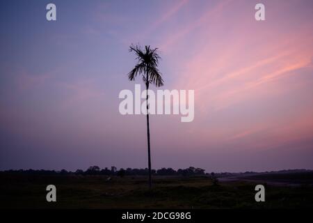 Arbres de bételoque à Assam, Inde. Élevage de bételocoque dans le village du nord-est d'Assam Inde, arbre de Supari Banque D'Images