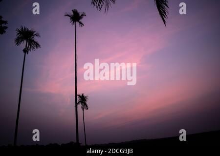 Arbres de bételoque à Assam, Inde. Élevage de bételocoque dans le village du nord-est d'Assam Inde, arbre de Supari Banque D'Images