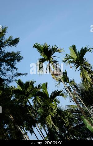 Arbres de bételoque à Assam, Inde. Élevage de bételocoque dans le village du nord-est d'Assam Inde, arbre de Supari Banque D'Images