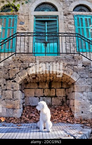 Un chien blanc moelleux en face d'une maison d'époque pendant la saison d'automne Banque D'Images
