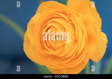 Ranunculus asiaticus orange (coupe perse de beurre) gros plan, doux foyer Banque D'Images