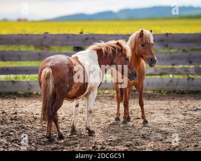 Deux petits chevaux poney brun et blanc sur terrain boueux, fond de champ jaune flou Banque D'Images