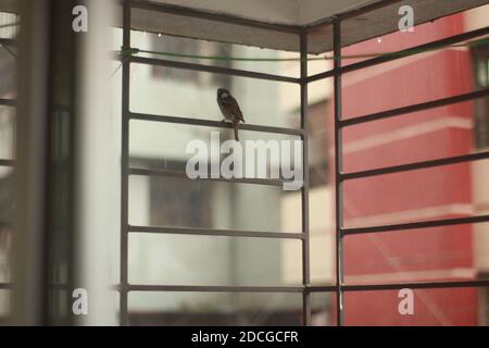 Le beau Sparrow dans la fenêtre. Banque D'Images