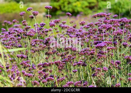 Verbena bonariensis plante herbacée violette vivace été automne fleur communément connue sous le nom de pourpre top ou vervain argentin, image de stock photo Banque D'Images