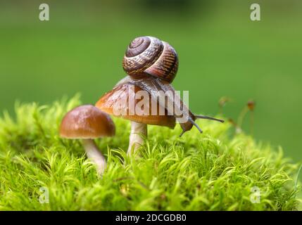Photo macro d'un petit escargot brun assis sur le chapeau de champignons frais croissant dans les mousses vertes Banque D'Images