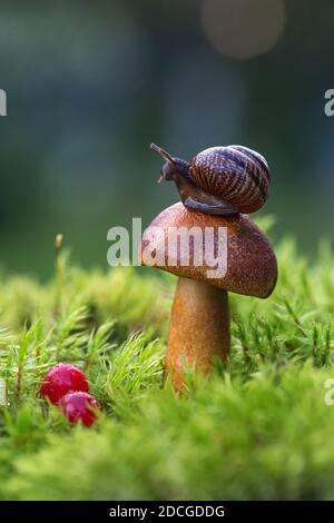 Photo macro d'un petit escargot brun assis sur le chapeau de champignons frais croissant dans les mousses vertes Banque D'Images