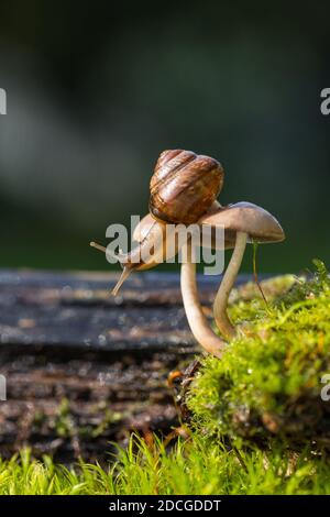 Photo macro d'un petit escargot brun assis sur le chapeau de champignons frais croissant dans les mousses vertes Banque D'Images