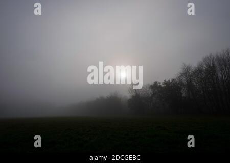 Parc Pollok. Glasgow dans le brouillard Banque D'Images