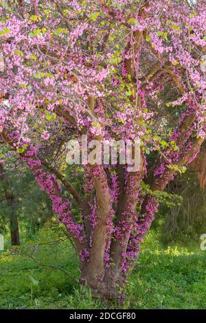 Arbre Judas (Cerciliquastrum) en pleine floraison avec des fleurs roses au printemps Banque D'Images