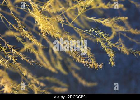Magnifiques frondes de fougères d'asperges dorées au soleil en automne, sur un fond gris bleu foncé doux. Mise au point sélective nature arrière-plan. Banque D'Images