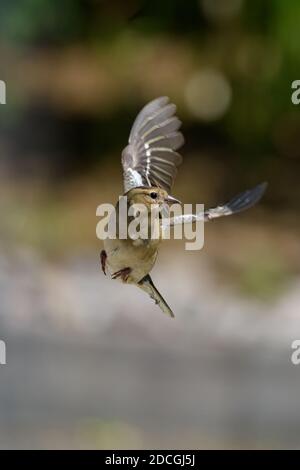 Chaffinch femelle effectuant un virage à mi-hauteur Banque D'Images