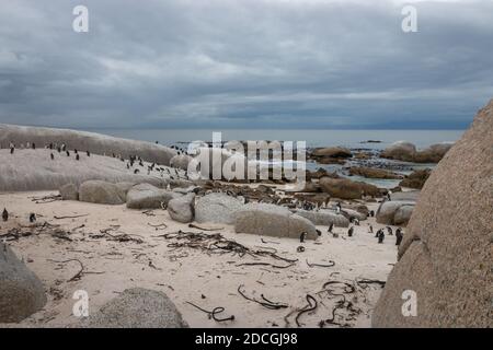 Pingouins africains sur une plage de sable. Pingouins africains (spheniscus demersus), également connu sous le nom de pingouin de jackass et pingouin à pieds noirs à la plage de Boulders Banque D'Images