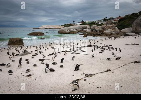 Pingouins africains sur une plage de sable. Pingouins africains (spheniscus demersus), également connu sous le nom de pingouin de jackass et pingouin à pieds noirs à la plage de Boulders Banque D'Images