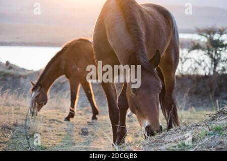 Chevaux paisiblement paître au coucher du soleil Banque D'Images