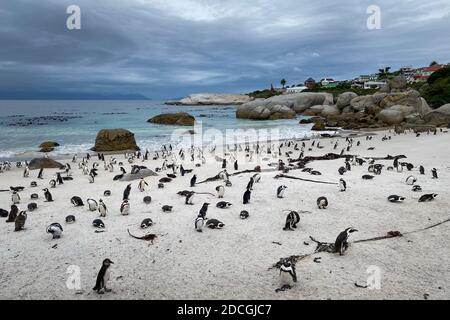 Pingouins africains sur une plage de sable. Pingouins africains (spheniscus demersus), également connu sous le nom de pingouin de jackass et pingouin à pieds noirs à la plage de Boulders Banque D'Images