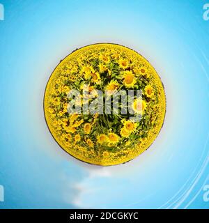 petite planète. petit monde. champ de tournesols et ciel bleu Banque D'Images