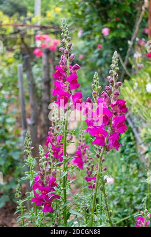 Fleurs d'Antirrhinum majus (Snapdragon) aux couleurs pourpres et roses Banque D'Images