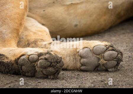 Pattes de lion d'un lion adulte couché à Ndutu Réserve en Tanzanie Banque D'Images