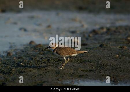 Le pluvier Javan est à la recherche de nourriture sur la rive de la rivière. Le pluvier Javan (Charadrius javanicus) est une espèce d'oiseau de la famille des Charadriidae. Banque D'Images