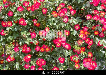 Clôture couverte de roses rouges et orange grimpantes en pleine floraison, fond de nature Banque D'Images