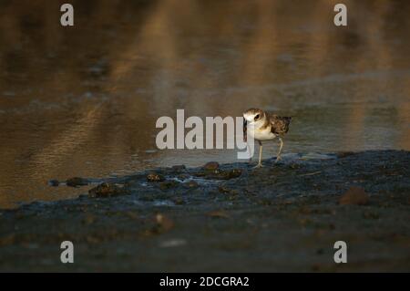 Le pluvier Javan est à la recherche de nourriture sur la rive de la rivière. Le pluvier Javan (Charadrius javanicus) est une espèce d'oiseau de la famille des Charadriidae. Banque D'Images