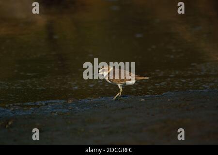 Le pluvier Javan est à la recherche de nourriture sur la rive de la rivière. Le pluvier Javan (Charadrius javanicus) est une espèce d'oiseau de la famille des Charadriidae. Banque D'Images