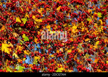 Branche avec des baies d'aubépine rouges fraîches, également appelées Crataegus, Quickthorn ou épine-épine Banque D'Images