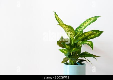 Dieffenbachia compacta (canne à sucre) plante Banque D'Images