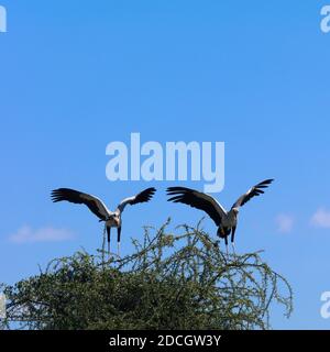 Les oiseaux du secrétaire (Sagittaire serpentarius) atterrissent au sommet de l'arbre, province de la vallée du Rift, lac Nakuru, Kenya Banque D'Images