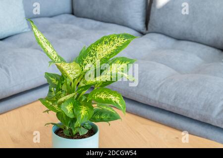 Dieffenbachia compacta (canne à sucre) plante Banque D'Images