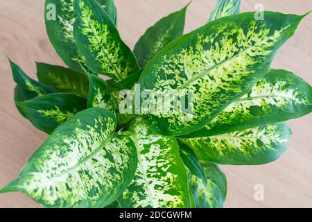 Dieffenbachia compacta (canne à sucre) plante Banque D'Images