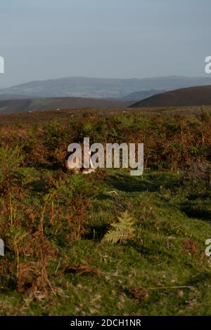 Shropshire poneys foal dormant sur la prairie avec des collines dedans arrière-plan Banque D'Images