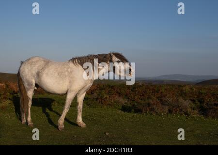 Poney sauvage blanc Shropshire avec collines en arrière-plan Banque D'Images