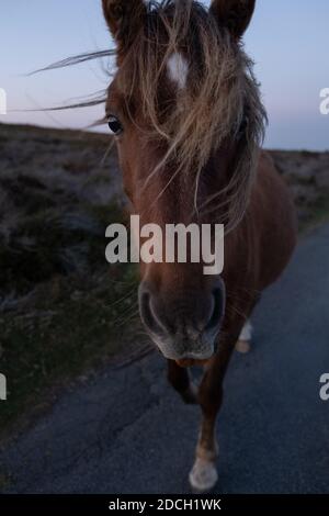 Poney sauvage brun Shropshire regardant l'appareil photo pendant le coucher du soleil Banque D'Images