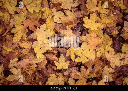 L'érable jaune tombé laisse la moquette sur le plancher de la forêt. Banque D'Images