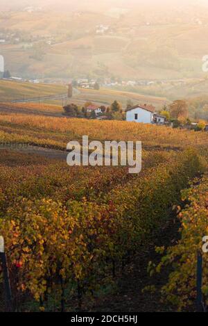 Petite maison de campagne blanche dans un vignoble coloré dans le pavese d'oltrepo à lever du soleil avec des rayons de soleil chauds Banque D'Images