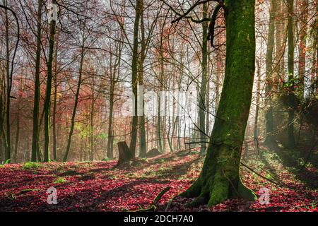 Souvent, je vais faire une promenade dans la forêt. Il se montre différemment à chaque fois. Le soleil le habille à sa façon et à chaque fois C'est merveilleux. Banque D'Images