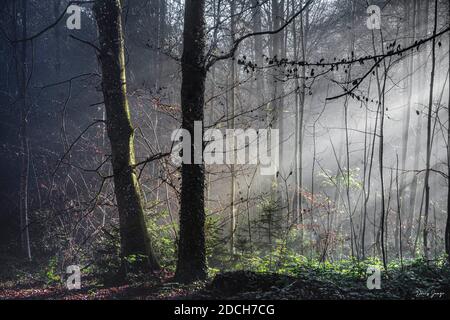 Souvent, je vais faire une promenade dans la forêt. Il se montre différemment à chaque fois. Le soleil le habille à sa façon et à chaque fois C'est merveilleux. Banque D'Images