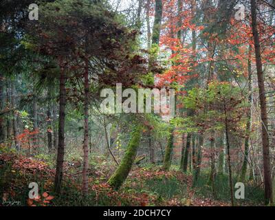 Souvent, je vais faire une promenade dans la forêt. Il se montre différemment à chaque fois. Le soleil le habille à sa façon et à chaque fois C'est merveilleux. Banque D'Images