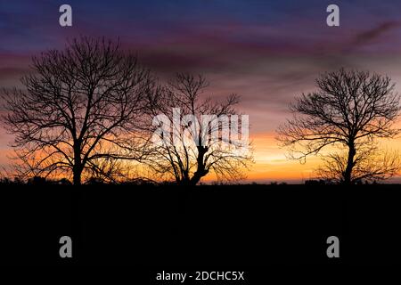 Coucher de soleil et lever de soleil incroyables. Silhouette d'arbre Panorama en alaska avec coucher de soleil. Arbre silhoueté contre un soleil couchant. Banque D'Images