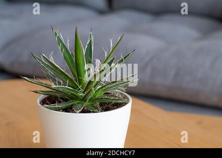 Feuille de fil Agave (Agave schidigera Durango Delight) succulent dans la maison intérieure moderne Banque D'Images
