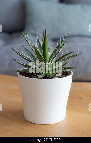 Feuille de fil Agave (Agave schidigera Durango Delight) succulent dans la maison intérieure moderne Banque D'Images