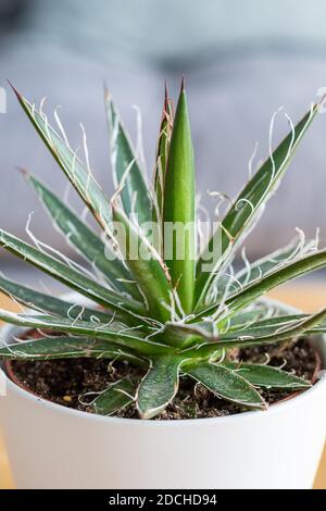 Feuille de fil Agave (Agave schidigera Durango Delight) succulent dans la maison intérieure moderne Banque D'Images